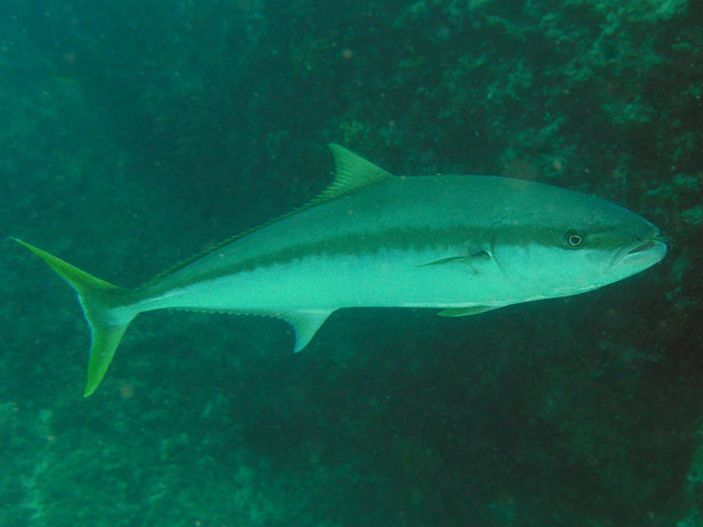 Seriola lalandi (Ricciola del Pacifico)